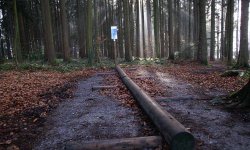 Lauftraining im Wald