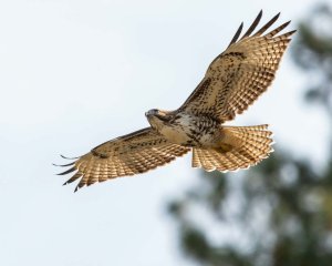 Bussard im Flug