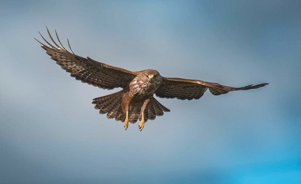 Bussard Erkennungsmerkmal für Jogger