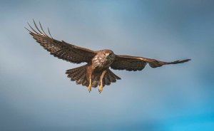 Bussard Erkennungsmerkmal für Jogger