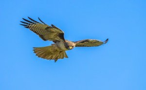 Greifvogelangriff aus dem Nichts